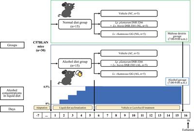 Probiotic Lactobacilli ameliorate alcohol-induced hepatic damage via gut microbial alteration